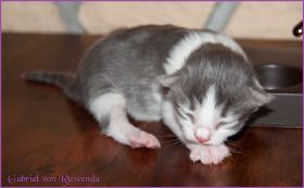 Gabriel von den Norwegischen Waldkatzen von Ruwenda