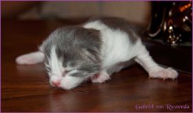 Gabriel von den Norwegischen Waldkatzen von Ruwenda