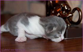 Gabriel von den Norwegischen Waldkatzen von Ruwenda