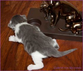 Gabriel von den Norwegischen Waldkatzen von Ruwenda