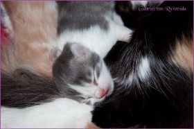 Gabriel von den Norwegischen Waldkatzen von Ruwenda