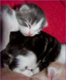 Gabriel von den Norwegischen Waldkatzen von Ruwenda