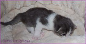 Gabriel von den Norwegischen Waldkatzen von Ruwenda