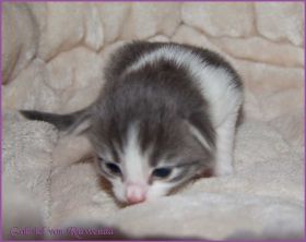 Gabriel von den Norwegischen Waldkatzen von Ruwenda