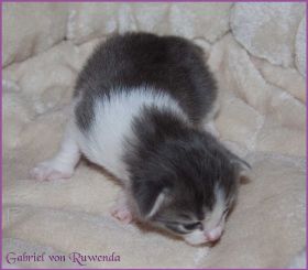 Gabriel von den Norwegischen Waldkatzen von Ruwenda