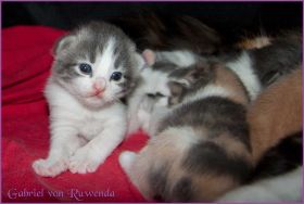 Gabriel von den Norwegischen Waldkatzen von Ruwenda