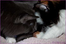 I-Wurf von den Norwegischen Waldkatzen von Ruwenda