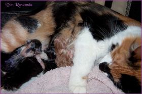 I-Wurf von den Norwegischen Waldkatzen von Ruwenda