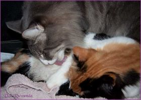 I-Wurf von den Norwegischen Waldkatzen von Ruwenda