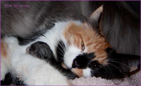 I-Wurf von den Norwegischen Waldkatzen von Ruwenda