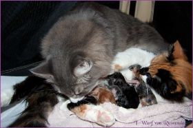 I-Wurf von den Norwegischen Waldkatzen von Ruwenda