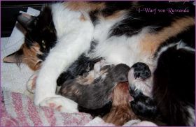 I-Wurf von den Norwegischen Waldkatzen von Ruwenda