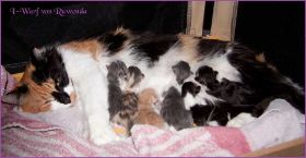 I-Wurf von den Norwegischen Waldkatzen von Ruwenda