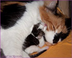 I-Wurf von den Norwegischen Waldkatzen von Ruwenda