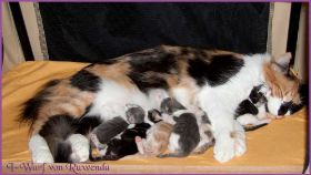 I-Wurf von den Norwegischen Waldkatzen von Ruwenda