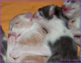 I-Wurf von den Norwegischen Waldkatzen von Ruwenda