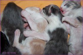 I-Wurf von den Norwegischen Waldkatzen von Ruwenda