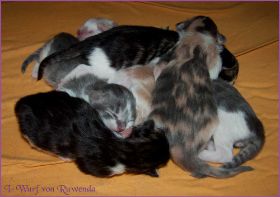 I-Wurf von den Norwegischen Waldkatzen von Ruwenda