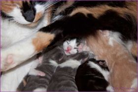 I-Wurf von den Norwegischen Waldkatzen von Ruwenda