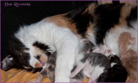 I-Wurf von den Norwegischen Waldkatzen von Ruwenda