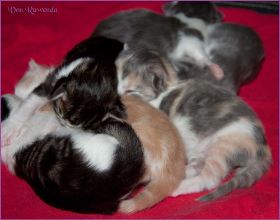 I-Wurf von den Norwegischen Waldkatzen von Ruwenda