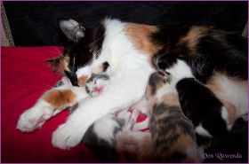 I-Wurf von den Norwegischen Waldkatzen von Ruwenda