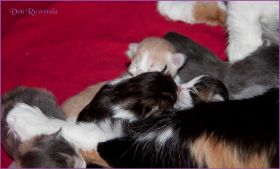 I-Wurf von den Norwegischen Waldkatzen von Ruwenda