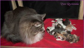 I-Wurf von den Norwegischen Waldkatzen von Ruwenda