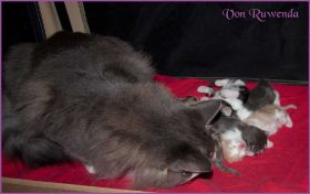 I-Wurf von den Norwegischen Waldkatzen von Ruwenda