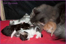 I-Wurf von den Norwegischen Waldkatzen von Ruwenda