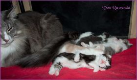 I-Wurf von den Norwegischen Waldkatzen von Ruwenda