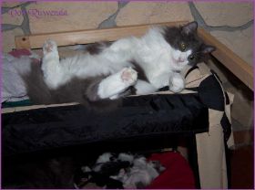 I-Wurf von den Norwegischen Waldkatzen von Ruwenda