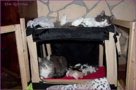 I-Wurf von den Norwegischen Waldkatzen von Ruwenda