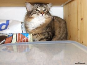 2008_0413Sicherung0048 (1).JPG