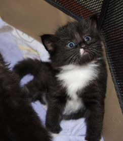 Opal av Byglandsfjord bei den Norwegischen Waldkatzen von Ruwenda als Kitten