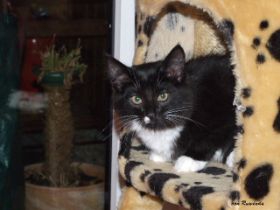 Opal av Byglandsfjord am ersten Abend bei den Norwegischen Waldkatzen von Ruwenda