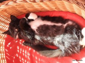 Opal av Byglandsfjord hat ein neues Körbchen bei den Norwegischen Waldkatzen von Ruwenda entdeckt