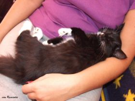 Auch mit Frauchen kuschelt Opal bei den Norwegischen Waldkatzen von Ruwenda