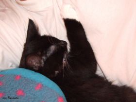 Opals erstes Probekuscheln mit Herrchen bei den Norwegischen Waldkatzen von Ruwenda