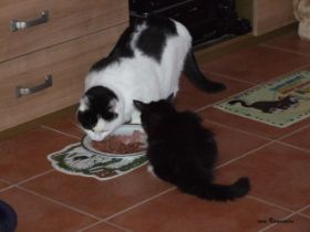 Opal und Mikosch lassen es sich schmecken bei den Norwegischen Waldkatzen von Ruwenda