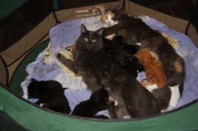 Im Kreise der Geschwister - Opal av Byglandsfjord bei den Norwegischen Waldkatzen von Ruwenda