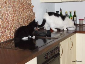 Opal mit Mikosch in der Küche bei den Norwegischen Waldkatzen von Ruwenda