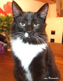 Opal bei den Norwegischen Waldkatzen von Ruwenda mit grimmiger Mine