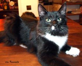 Opal auf dem Tisch erwischt bei den Norwegischen Waldkatzen von Ruwenda