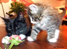 Anigel von den Norwegischen Waldkatzen von Ruwenda mit Opal