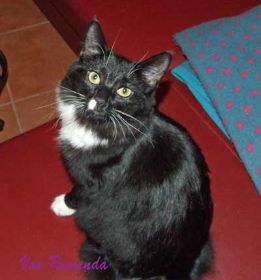 Opal av Byglandsfjord mit ca. 1 Jahr bei den Norwegischen Waldkatzen von Ruwenda