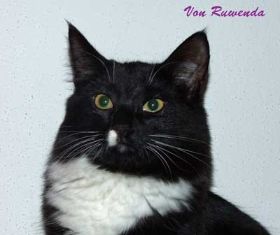 Nahaufnahme Opal av Byglandsfjord bei den Norwegischen Waldkatzen von Ruwenda