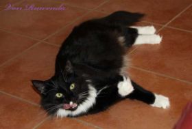 Opal av Byglandsfjord macht eine kleine Pause von ihren Babys bei den Norwegischen Waldkatzen von Ruwenda