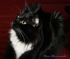 Opal av Byglandsfjord bei den Norwegischen Waldkatzen in black/white