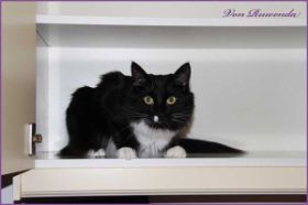 Opal av Byglandsfjord im Küchenschrank bei den Norwegischen Waldkatzen von Ruwenda